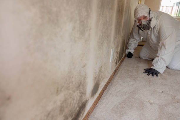 Best Forensic Mold Investigation  in Flatwoods, KY